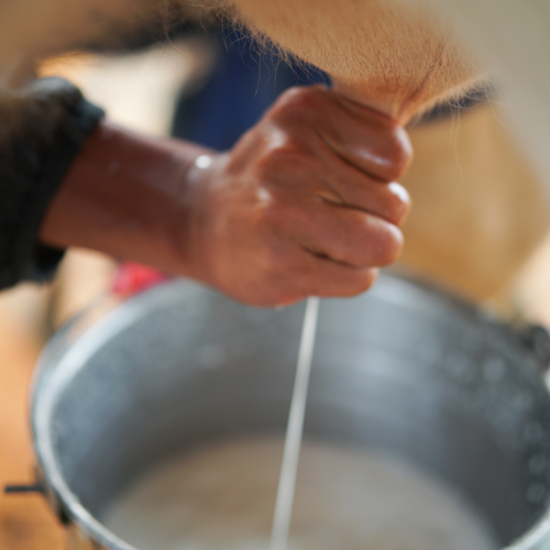 Fresh, Pure, and Natural: The Journey of Our Dairy Products from Farm to Table