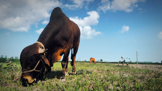 Sustainable Farming Practices: How We Care for Our Cows and the Environment