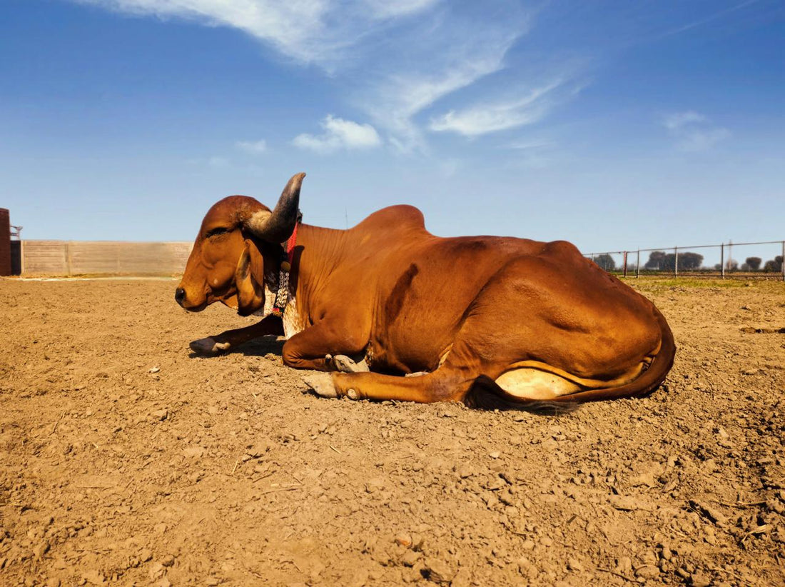The Benefits of A2 Cow Milk: Why It's the Healthier Choice